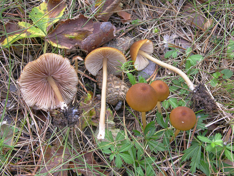 Conferma per Entoloma cetratum.
